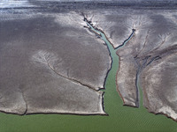 A ''tidal tree'' is snaking like a swimming dragon above the tidal flat at the Yellow Sea wetland in the Dafeng district of Yancheng City, J...