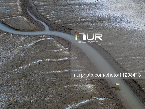 A ''tidal tree'' is snaking like a swimming dragon above the tidal flat at the Yellow Sea wetland in the Dafeng district of Yancheng City, J...