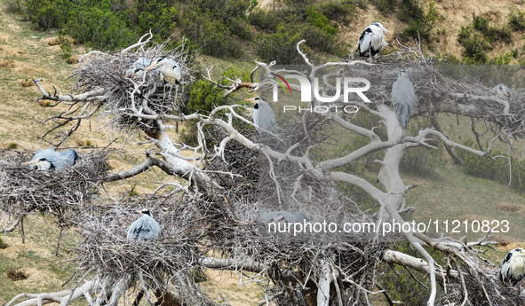 Herons are building nests and raising chicks in a tree on Jinge Mountain in Zhangjiakou, China, on May 4, 2024. 