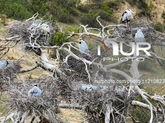 Herons are building nests and raising chicks in a tree on Jinge Mountain in Zhangjiakou, China, on May 4, 2024. (