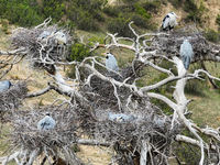 Herons are building nests and raising chicks in a tree on Jinge Mountain in Zhangjiakou, China, on May 4, 2024. (