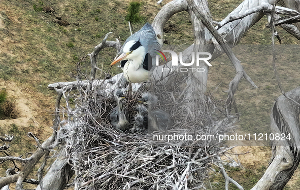 Herons are building nests and raising chicks in a tree on Jinge Mountain in Zhangjiakou, China, on May 4, 2024. 