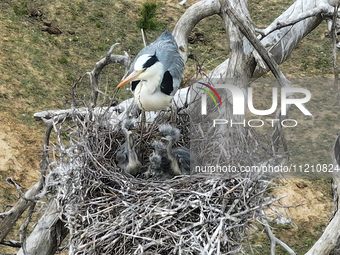 Herons are building nests and raising chicks in a tree on Jinge Mountain in Zhangjiakou, China, on May 4, 2024. (