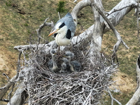 Herons are building nests and raising chicks in a tree on Jinge Mountain in Zhangjiakou, China, on May 4, 2024. (