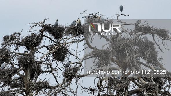 Herons are building nests and raising chicks in a tree on Jinge Mountain in Zhangjiakou, China, on May 4, 2024. 