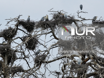 Herons are building nests and raising chicks in a tree on Jinge Mountain in Zhangjiakou, China, on May 4, 2024. (