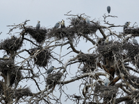 Herons are building nests and raising chicks in a tree on Jinge Mountain in Zhangjiakou, China, on May 4, 2024. (