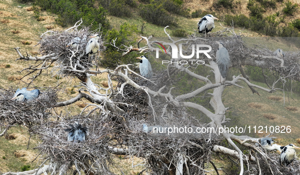 Herons are building nests and raising chicks in a tree on Jinge Mountain in Zhangjiakou, China, on May 4, 2024. 