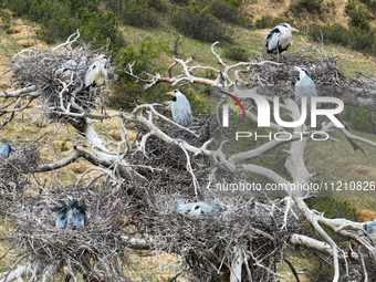 Herons are building nests and raising chicks in a tree on Jinge Mountain in Zhangjiakou, China, on May 4, 2024. (