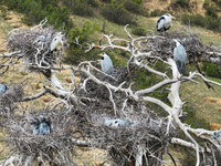 Herons are building nests and raising chicks in a tree on Jinge Mountain in Zhangjiakou, China, on May 4, 2024. (