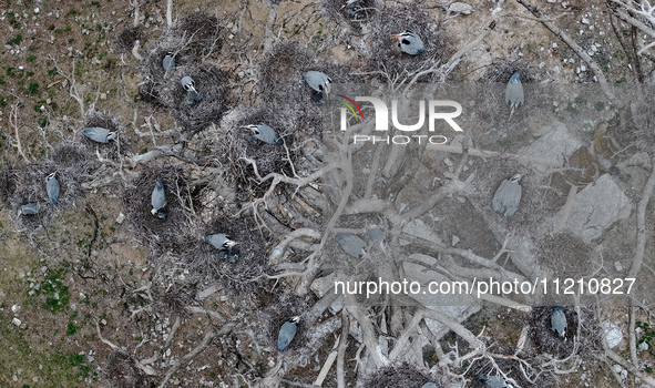 Herons are building nests and raising chicks in a tree on Jinge Mountain in Zhangjiakou, China, on May 4, 2024. 