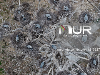 Herons are building nests and raising chicks in a tree on Jinge Mountain in Zhangjiakou, China, on May 4, 2024. (