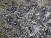 Herons are building nests and raising chicks in a tree on Jinge Mountain in Zhangjiakou, China, on May 4, 2024. (