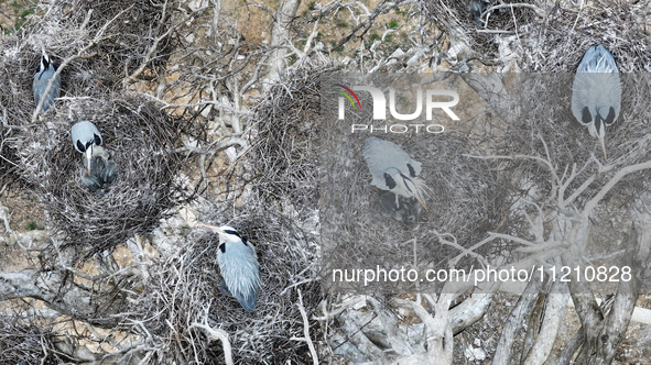 Herons are building nests and raising chicks in a tree on Jinge Mountain in Zhangjiakou, China, on May 4, 2024. 