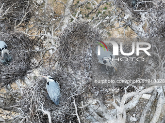 Herons are building nests and raising chicks in a tree on Jinge Mountain in Zhangjiakou, China, on May 4, 2024. (