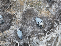 Herons are building nests and raising chicks in a tree on Jinge Mountain in Zhangjiakou, China, on May 4, 2024. (