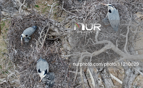 Herons are building nests and raising chicks in a tree on Jinge Mountain in Zhangjiakou, China, on May 4, 2024. 