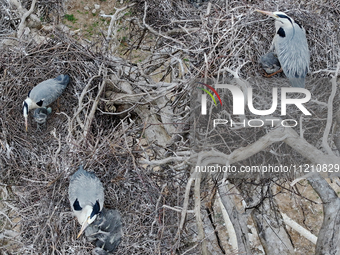 Herons are building nests and raising chicks in a tree on Jinge Mountain in Zhangjiakou, China, on May 4, 2024. (