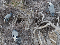 Herons are building nests and raising chicks in a tree on Jinge Mountain in Zhangjiakou, China, on May 4, 2024. (