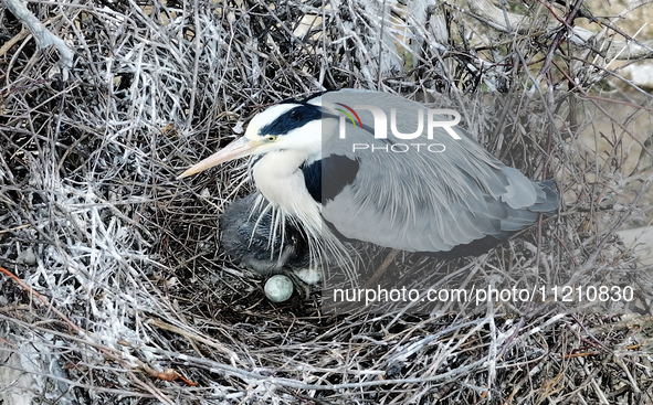 Herons are building nests and raising chicks in a tree on Jinge Mountain in Zhangjiakou, China, on May 4, 2024. 