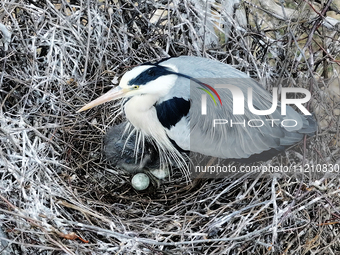 Herons are building nests and raising chicks in a tree on Jinge Mountain in Zhangjiakou, China, on May 4, 2024. (