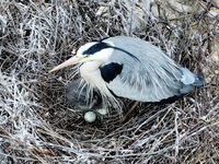 Herons are building nests and raising chicks in a tree on Jinge Mountain in Zhangjiakou, China, on May 4, 2024. (