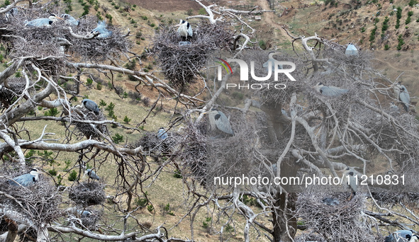 Herons are building nests and raising chicks in a tree on Jinge Mountain in Zhangjiakou, China, on May 4, 2024. 