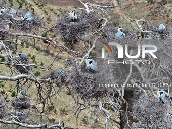 Herons are building nests and raising chicks in a tree on Jinge Mountain in Zhangjiakou, China, on May 4, 2024. (