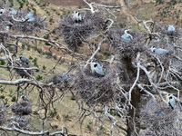 Herons are building nests and raising chicks in a tree on Jinge Mountain in Zhangjiakou, China, on May 4, 2024. (