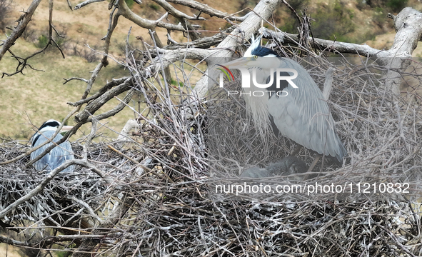 Herons are building nests and raising chicks in a tree on Jinge Mountain in Zhangjiakou, China, on May 4, 2024. 