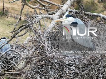 Herons are building nests and raising chicks in a tree on Jinge Mountain in Zhangjiakou, China, on May 4, 2024. (