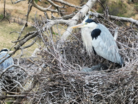 Herons are building nests and raising chicks in a tree on Jinge Mountain in Zhangjiakou, China, on May 4, 2024. (