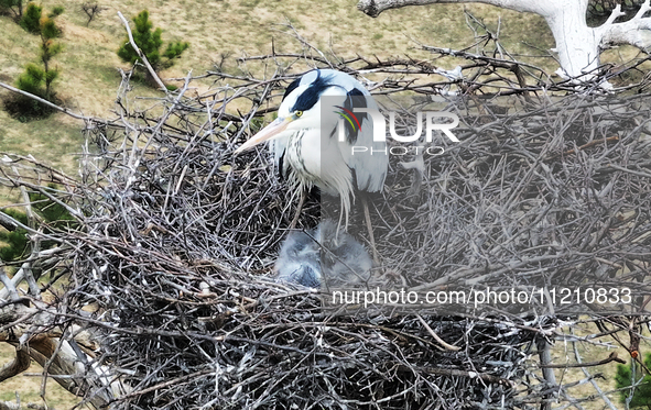 Herons are building nests and raising chicks in a tree on Jinge Mountain in Zhangjiakou, China, on May 4, 2024. 