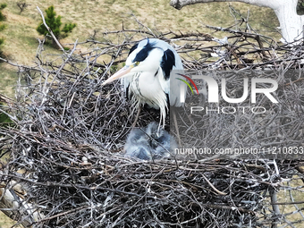 Herons are building nests and raising chicks in a tree on Jinge Mountain in Zhangjiakou, China, on May 4, 2024. (