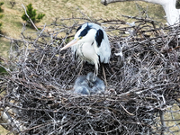 Herons are building nests and raising chicks in a tree on Jinge Mountain in Zhangjiakou, China, on May 4, 2024. (