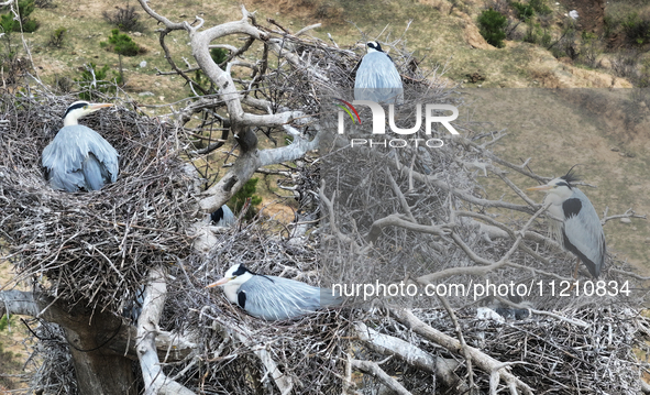 Herons are building nests and raising chicks in a tree on Jinge Mountain in Zhangjiakou, China, on May 4, 2024. 