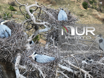 Herons are building nests and raising chicks in a tree on Jinge Mountain in Zhangjiakou, China, on May 4, 2024. (