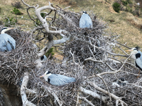 Herons are building nests and raising chicks in a tree on Jinge Mountain in Zhangjiakou, China, on May 4, 2024. (