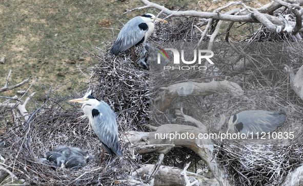 Herons are building nests and raising chicks in a tree on Jinge Mountain in Zhangjiakou, China, on May 4, 2024. 