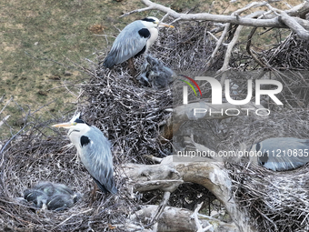 Herons are building nests and raising chicks in a tree on Jinge Mountain in Zhangjiakou, China, on May 4, 2024. (