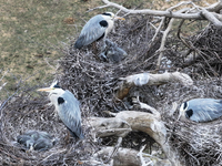 Herons are building nests and raising chicks in a tree on Jinge Mountain in Zhangjiakou, China, on May 4, 2024. (