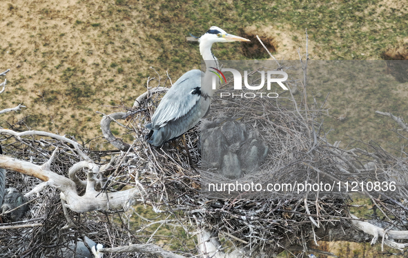 Herons are building nests and raising chicks in a tree on Jinge Mountain in Zhangjiakou, China, on May 4, 2024. 