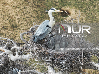 Herons are building nests and raising chicks in a tree on Jinge Mountain in Zhangjiakou, China, on May 4, 2024. (