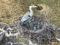 Herons are building nests and raising chicks in a tree on Jinge Mountain in Zhangjiakou, China, on May 4, 2024. (