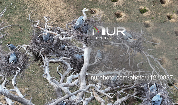 Herons are building nests and raising chicks in a tree on Jinge Mountain in Zhangjiakou, China, on May 4, 2024. 