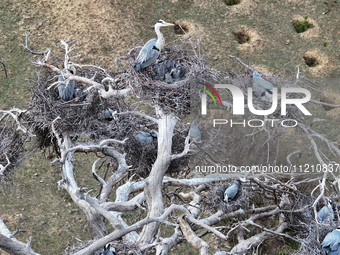 Herons are building nests and raising chicks in a tree on Jinge Mountain in Zhangjiakou, China, on May 4, 2024. (