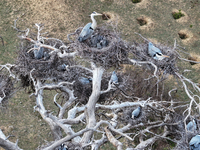 Herons are building nests and raising chicks in a tree on Jinge Mountain in Zhangjiakou, China, on May 4, 2024. (