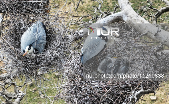 Herons are building nests and raising chicks in a tree on Jinge Mountain in Zhangjiakou, China, on May 4, 2024. 