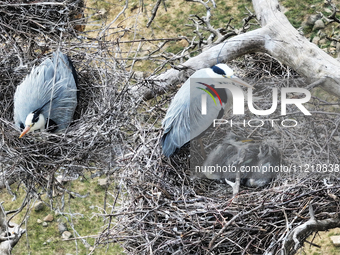 Herons are building nests and raising chicks in a tree on Jinge Mountain in Zhangjiakou, China, on May 4, 2024. (