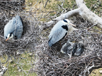 Herons are building nests and raising chicks in a tree on Jinge Mountain in Zhangjiakou, China, on May 4, 2024. (